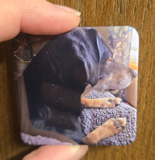 Picture magnet of a dog.